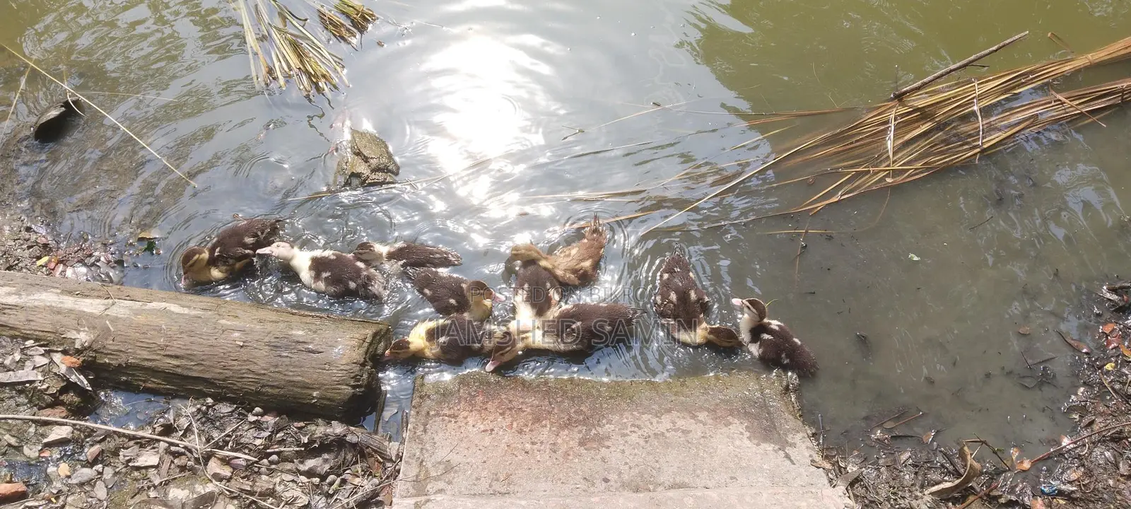 Chinese Duck