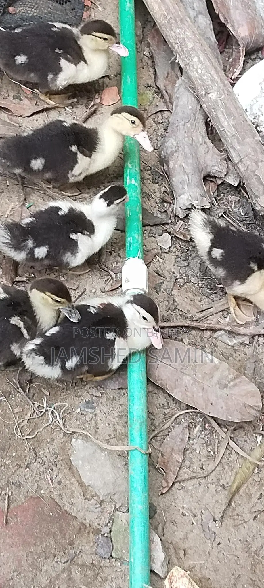 Chinese Duck