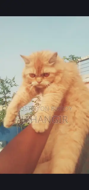 Pregnant Female Persian Cat