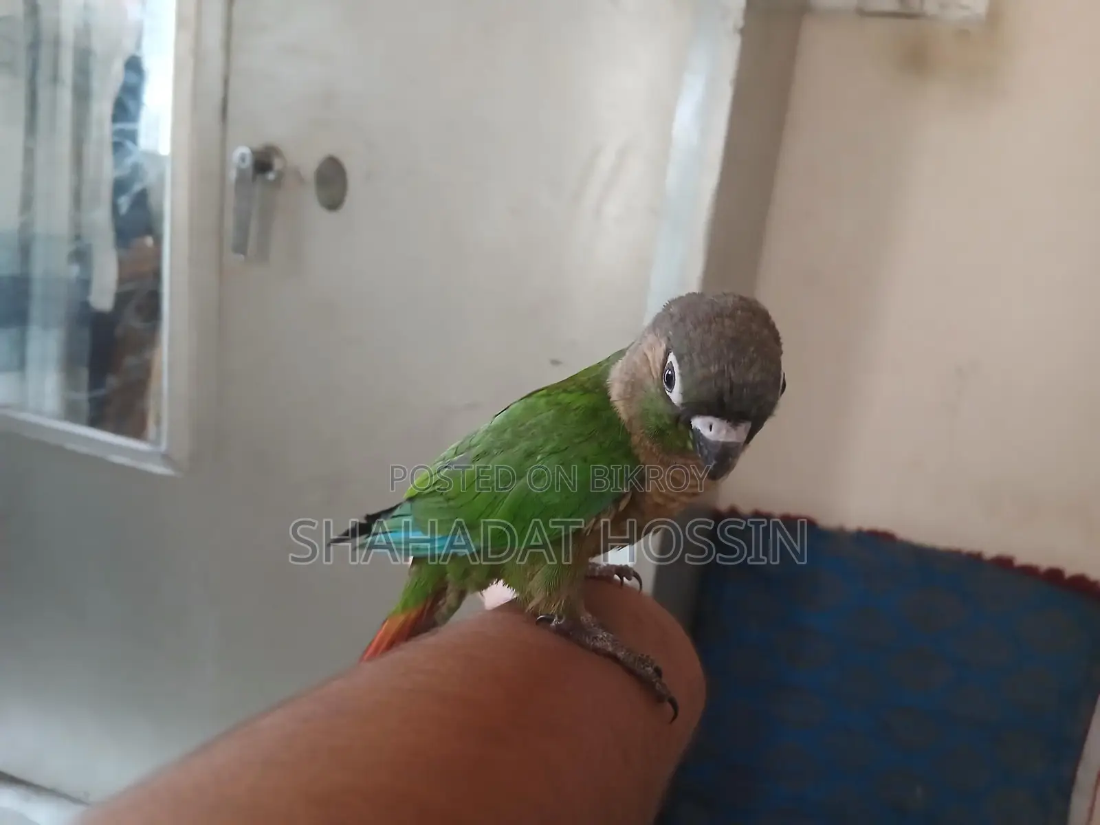 Full flaig tame green chik konor