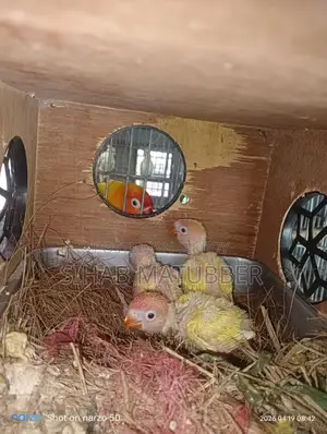 Yellow Fischer Lovebird Baby for Sale.