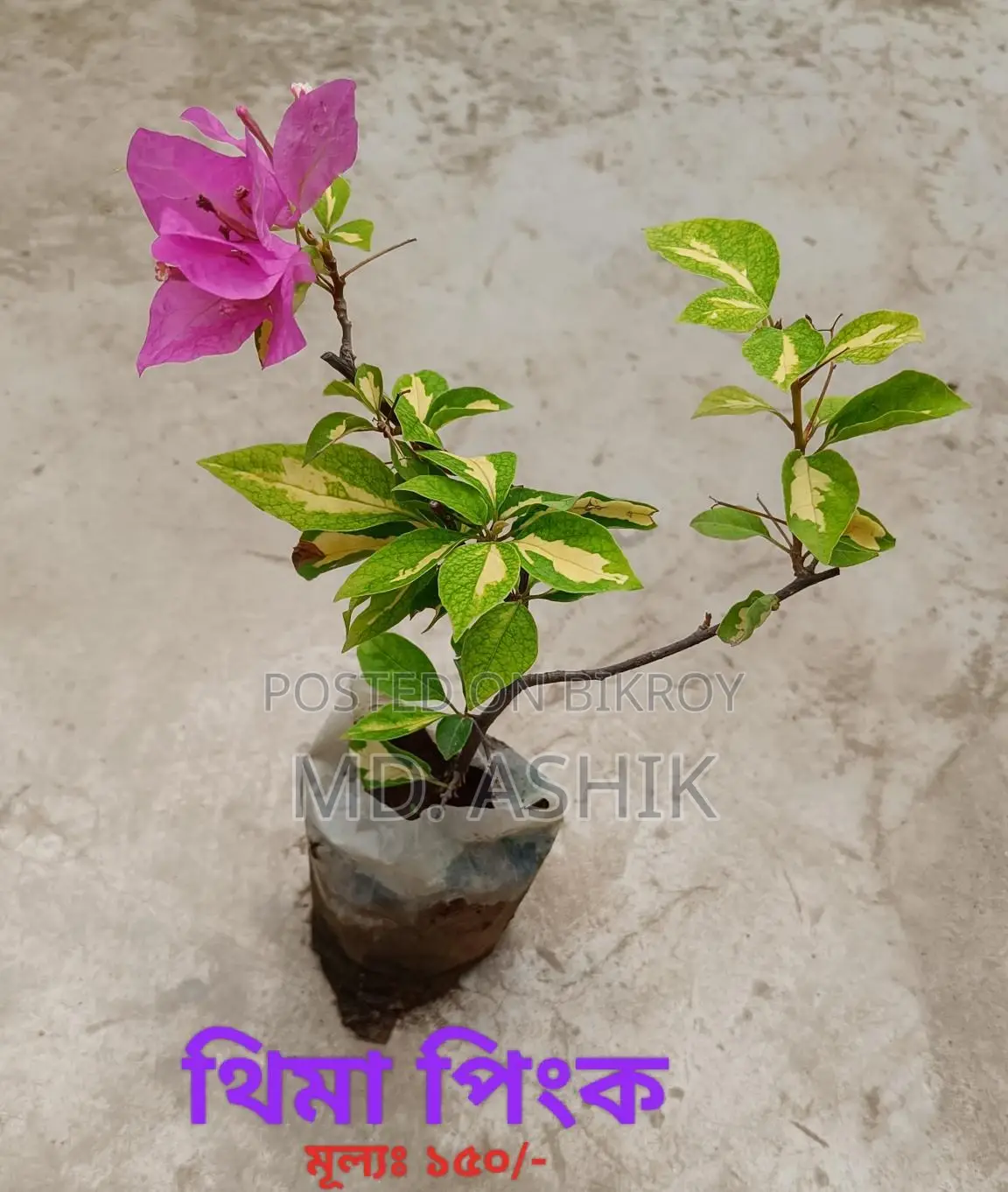 Bougainvillea