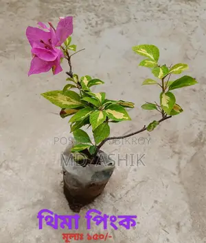 Bougainvillea