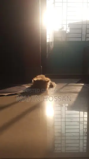 Persian Ginger Colour