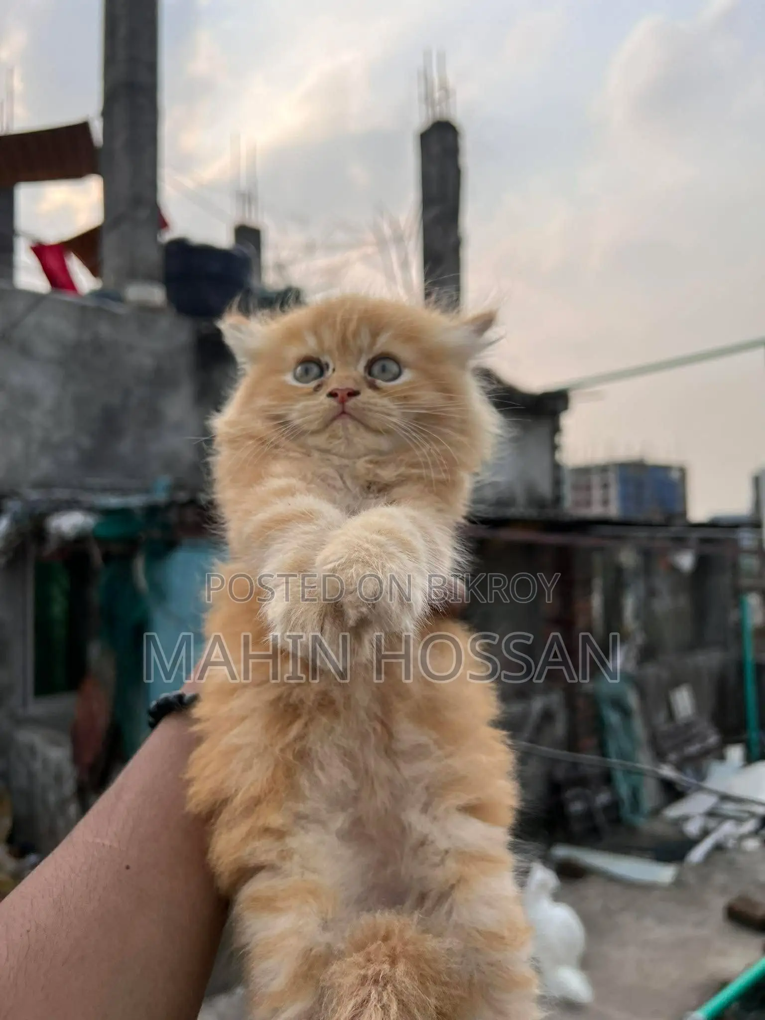 Persian Ginger Colour