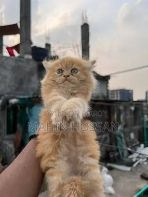 Persian Ginger Colour