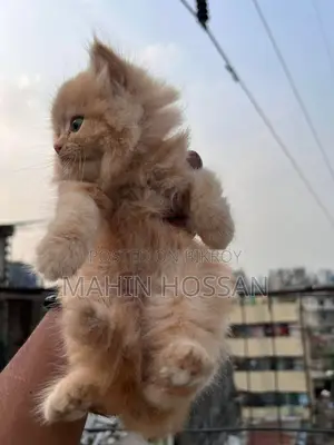 Persian Ginger Colour