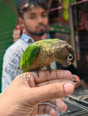 Full flaig tame green chik konor