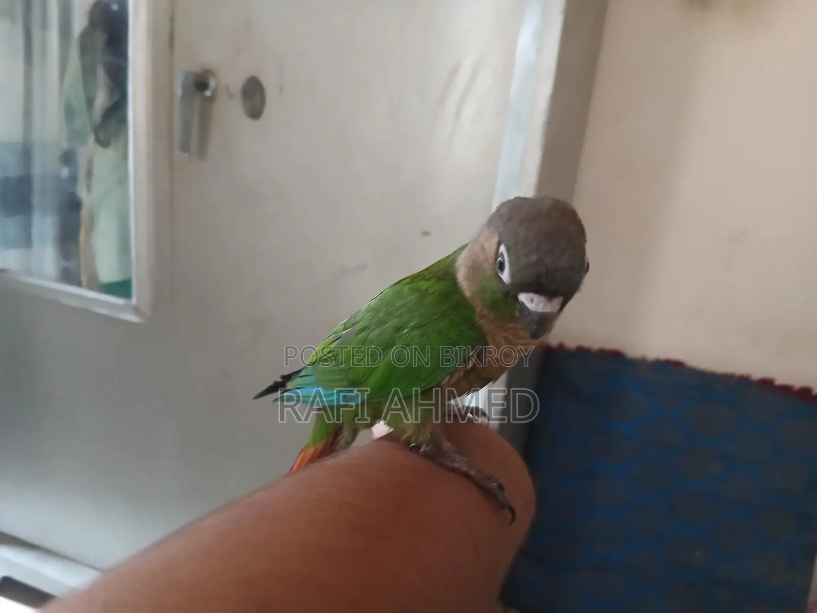 Full flaig tame green chik konor
