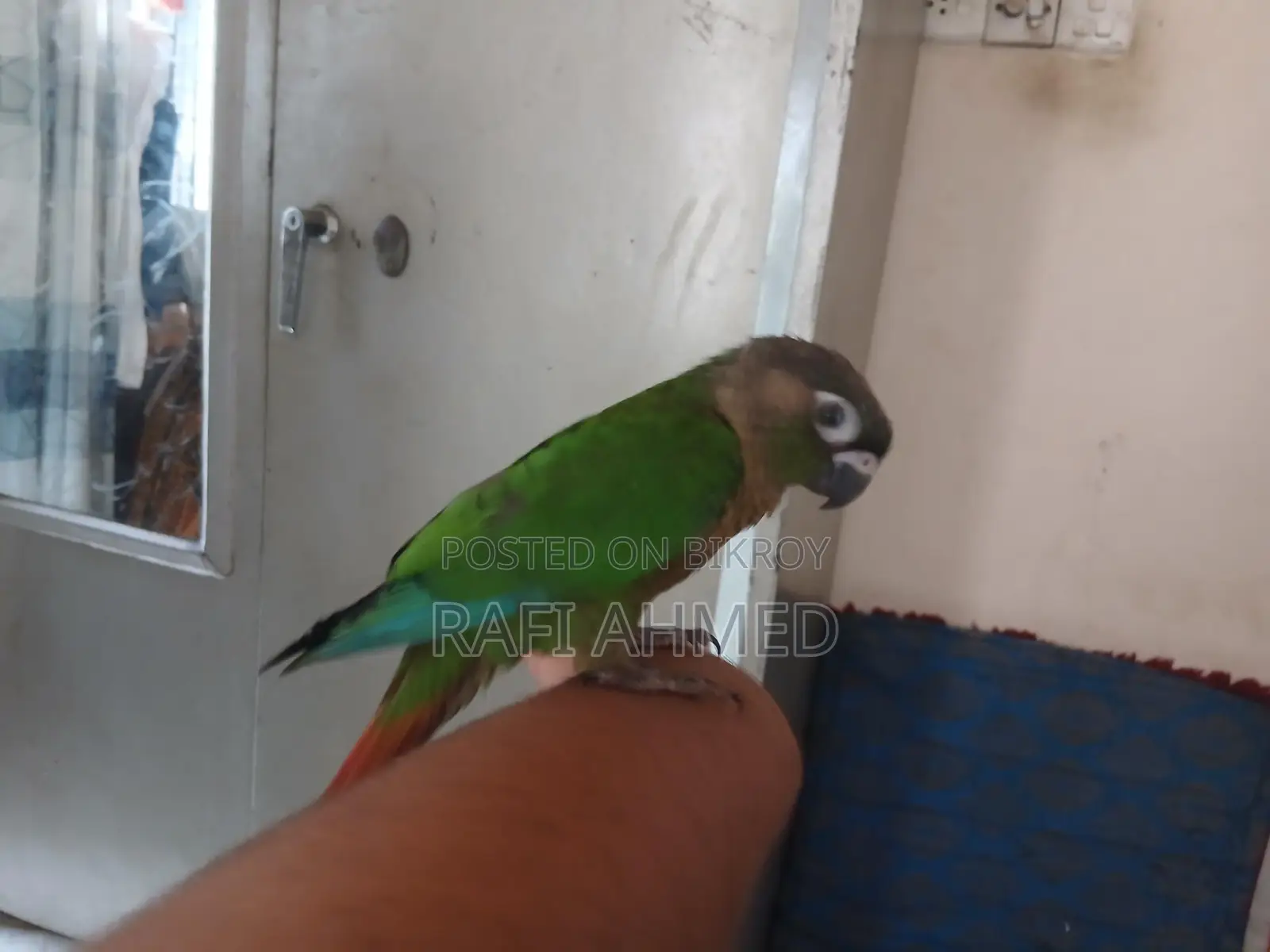 Full flaig tame green chik konor