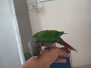 Full flaig tame green chik konor