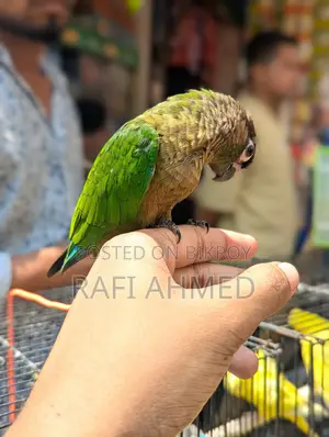 Full flaig tame green chik konor