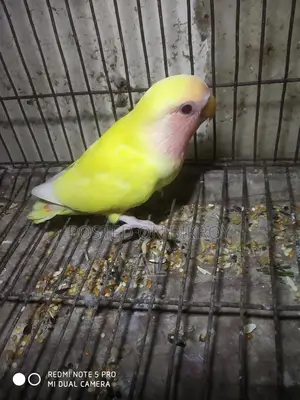 1 Love Bird baby