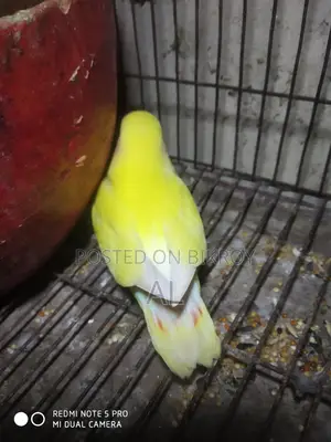 ১টি লাভ বার্ড বেবি
