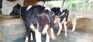 ১১৮০ নং ৩টি গাভী বিক্রয় হবে উন্নত জাতের ।