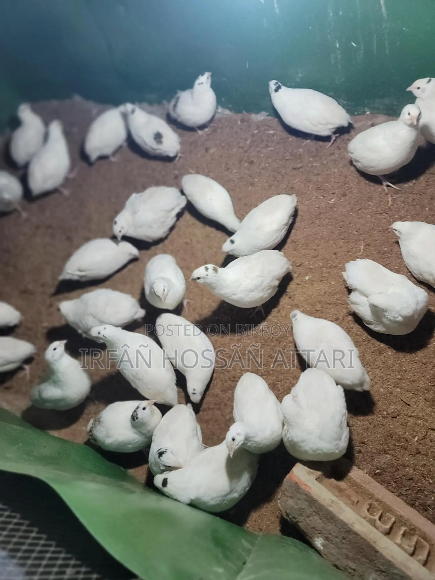 Giant Coturnix Quail Hatching Eggs