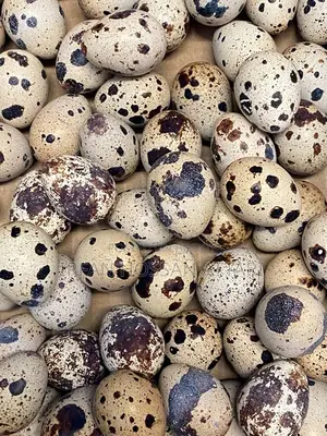 Giant Coturnix Quail Hatching Eggs