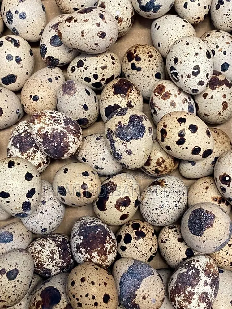 Giant Coturnix Quail Hatching Eggs