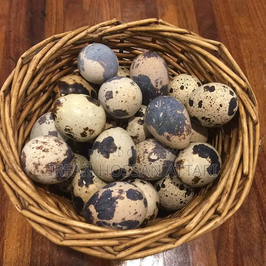 Giant Coturnix Quail Hatching Eggs