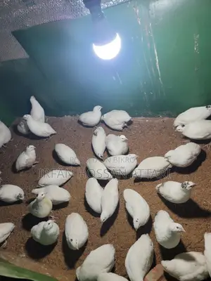Giant Coturnix Quail Hatching Eggs