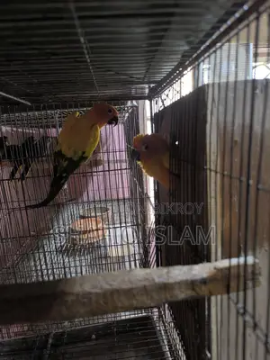 Sun Conure