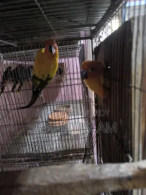 Sun Conure