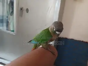 Full Flight Tame Green Conure