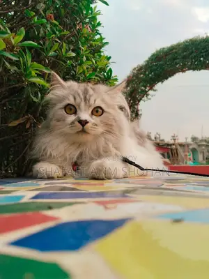 Adorable Pure Persian Male Cat For Sale
