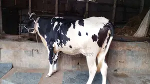 পোষার জন্য ভালো জাতের গাভী কিনুন ।(১২০১নং)