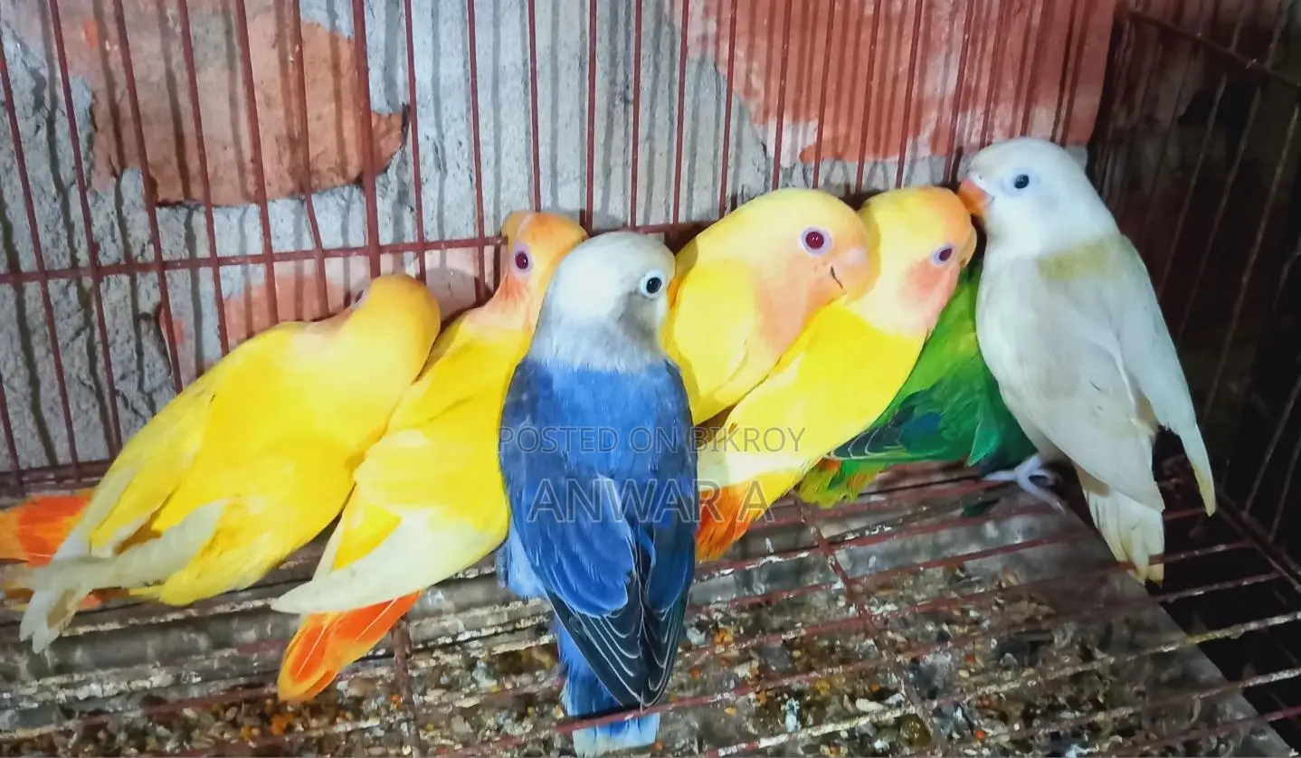 Love Bird Baby
