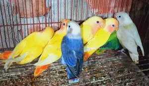 Love Bird Baby