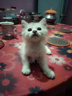 Cat for Sale