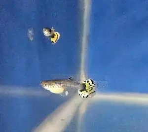 Fish Sale