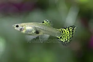 Fish Sale