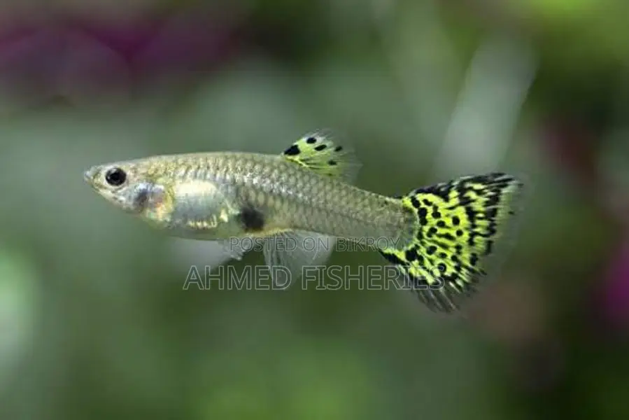 Fish Sale