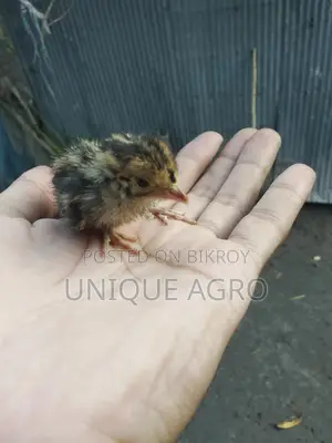 Original Japanese Quail Chicks for Sale (Wholesale & Retail)