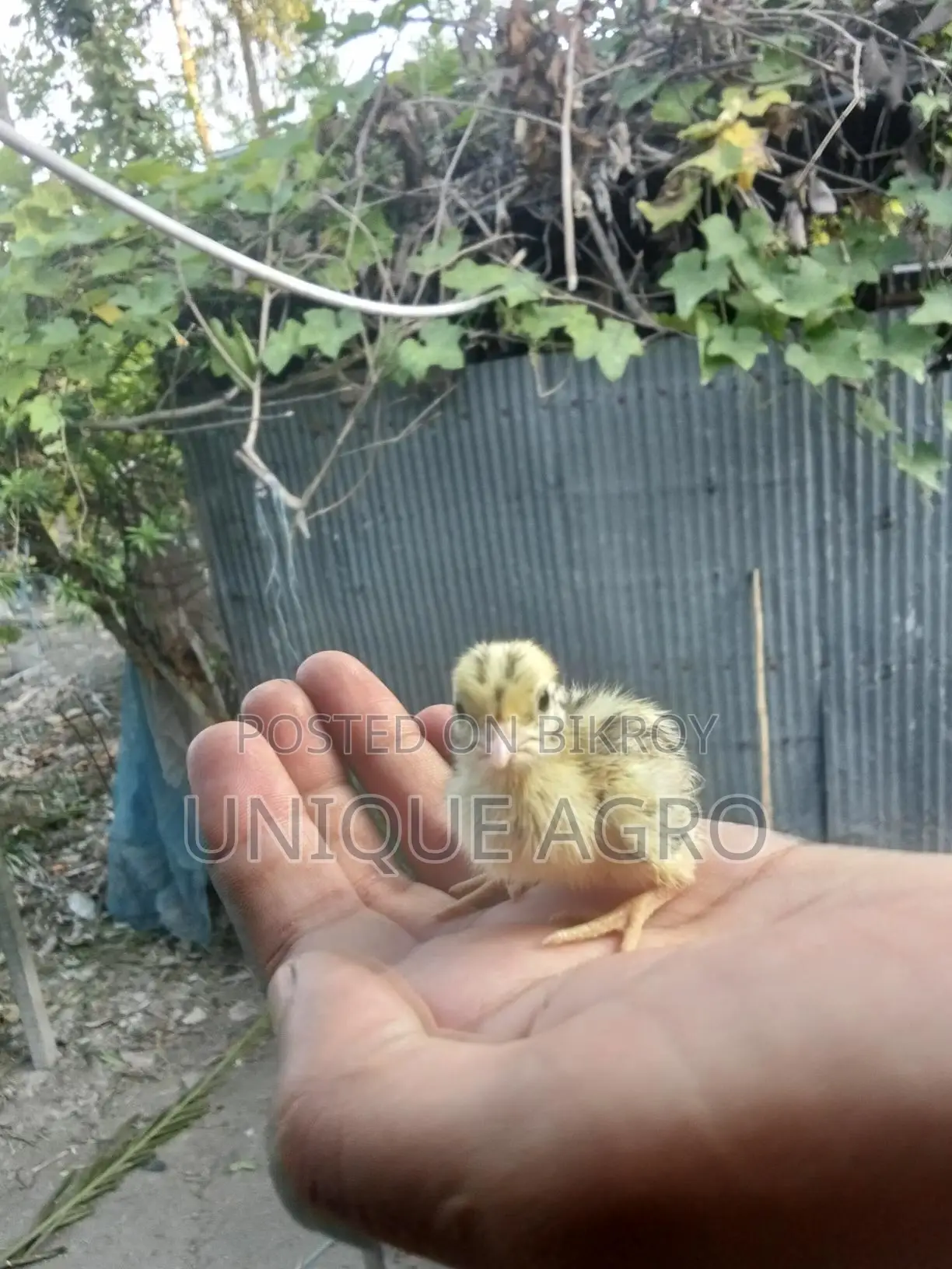 Original Japanese Quail Chicks for Sale (Wholesale & Retail)