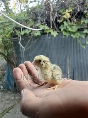 Original Japanese Quail Chicks for Sale (Wholesale & Retail)