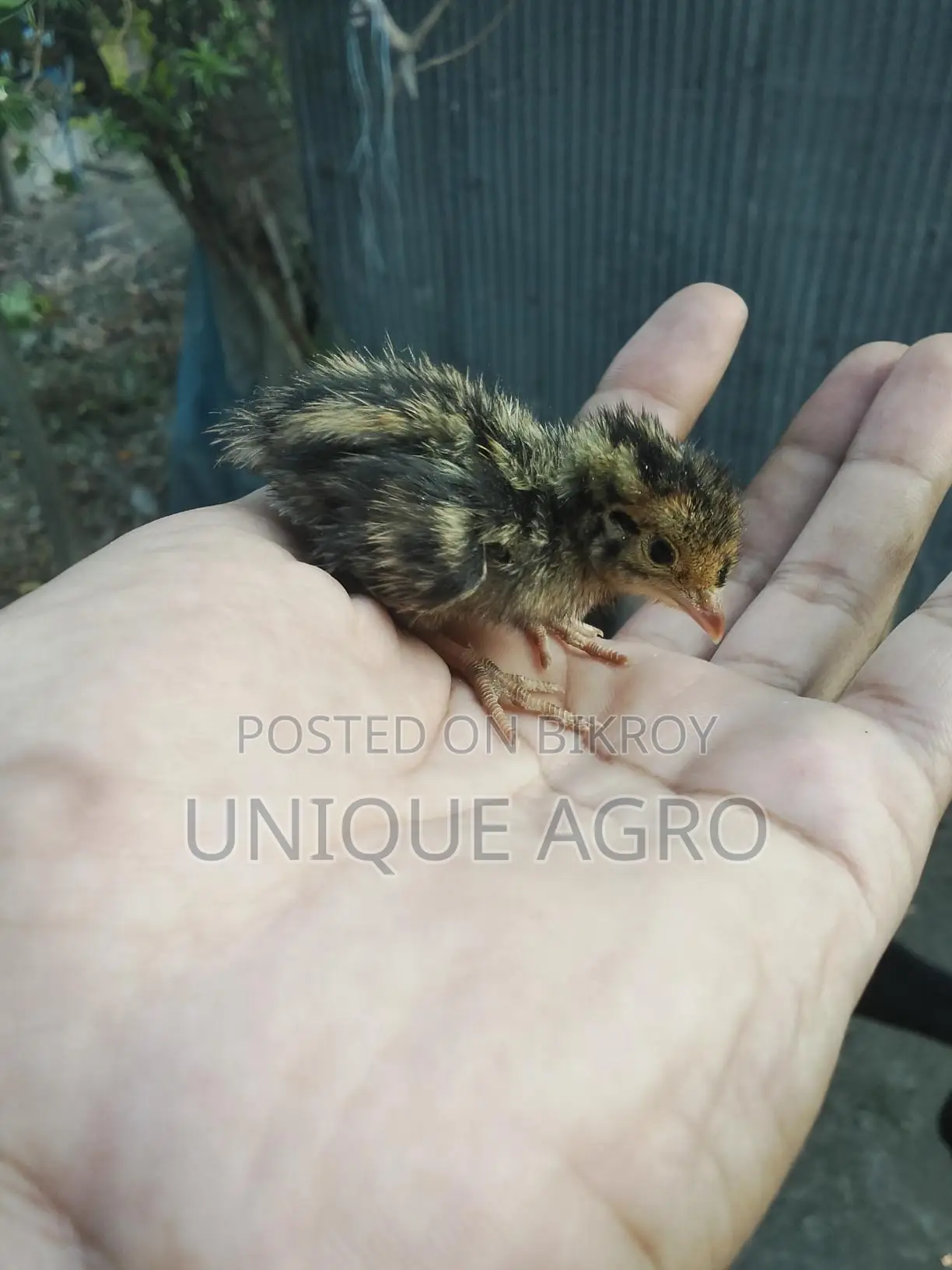 Original Japanese Quail Chicks for Sale (Wholesale & Retail)