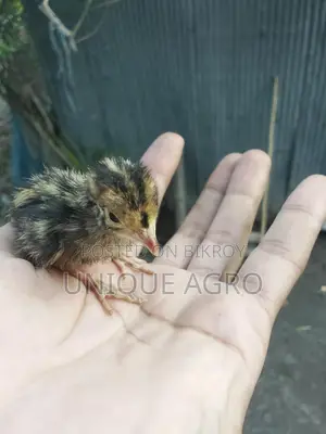 Original Japanese Quail Chicks for Sale (Wholesale & Retail)