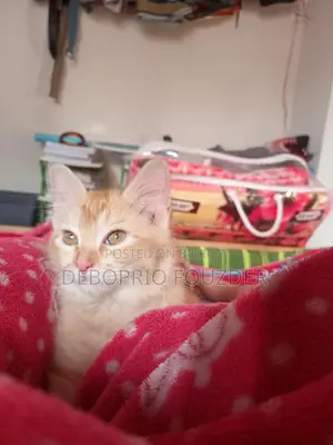 Extremely Affectionate and Calm Ginger Cat for Sale!