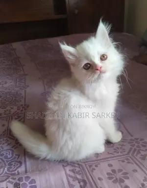 1-3 Months Male Purebred Persian