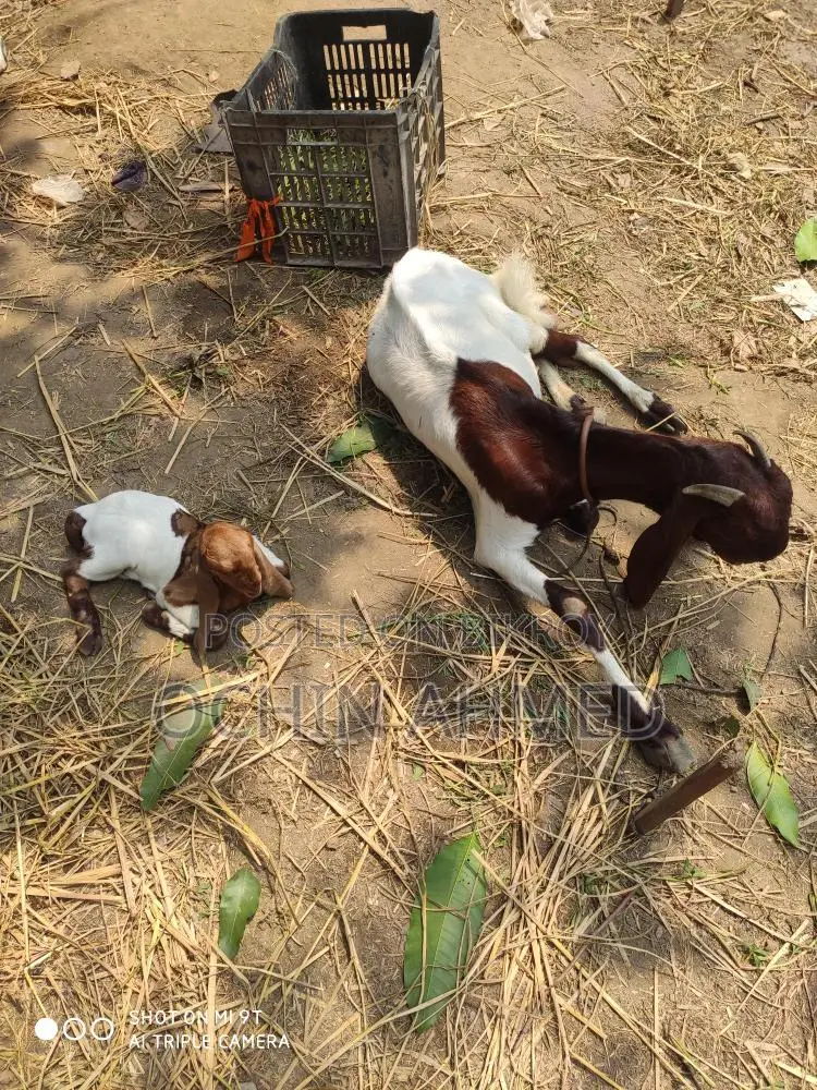 Toto Puri goat with a kid for sale