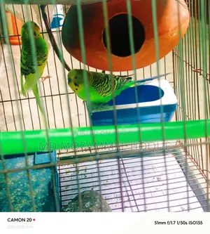 Budgie birds for sale with cage