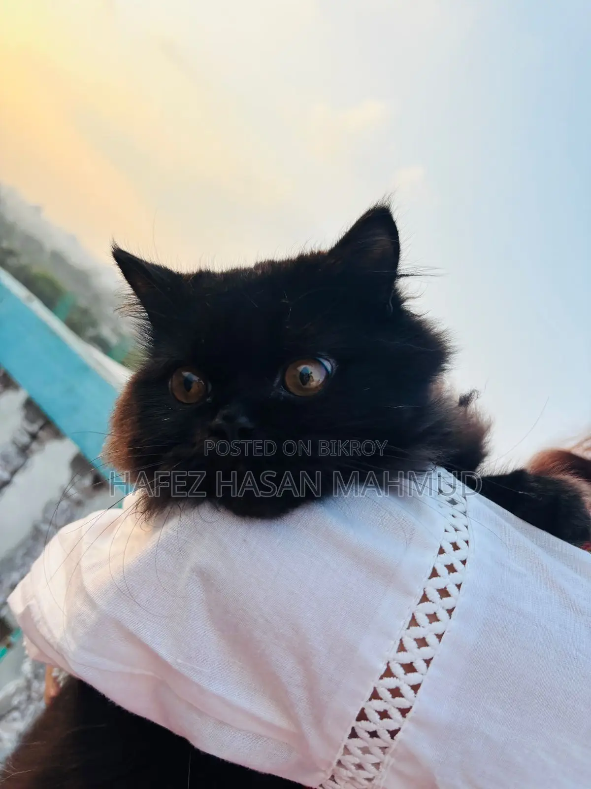 Persian Cat