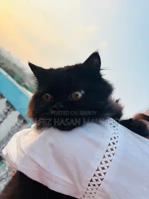 Persian Cat