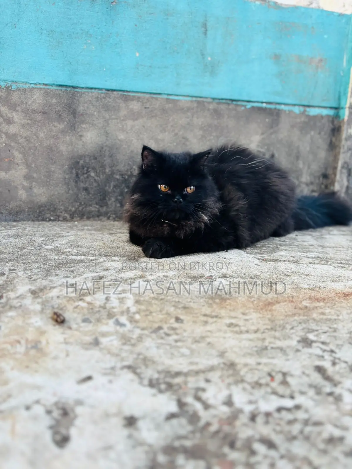 Persian Cat
