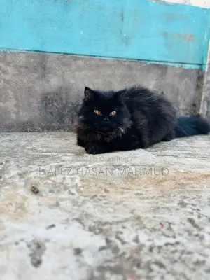 Persian Cat