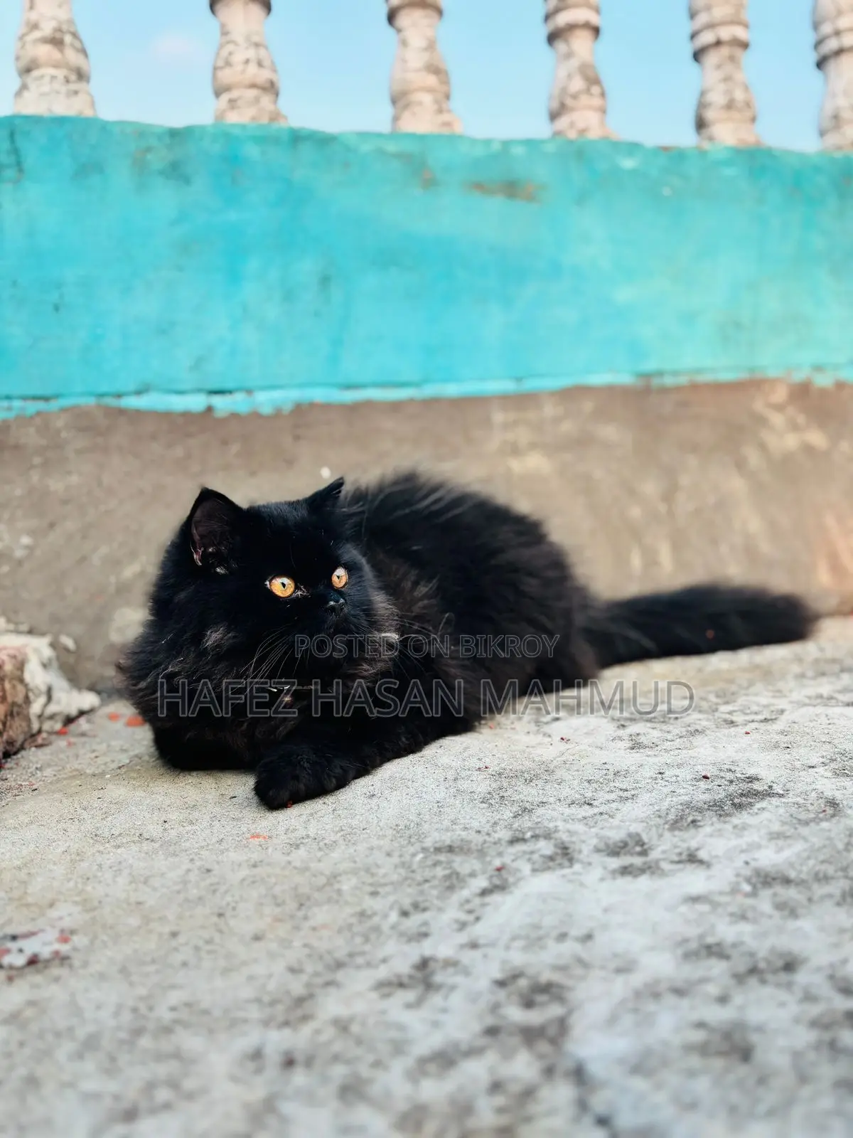 Persian Cat