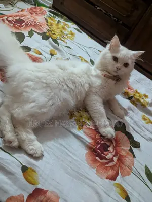 Persian Cat